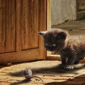 RATUSZ: Zabawa w kotka i myszkę – odpowiedzi na interpelacje bez odpowiedzi.
