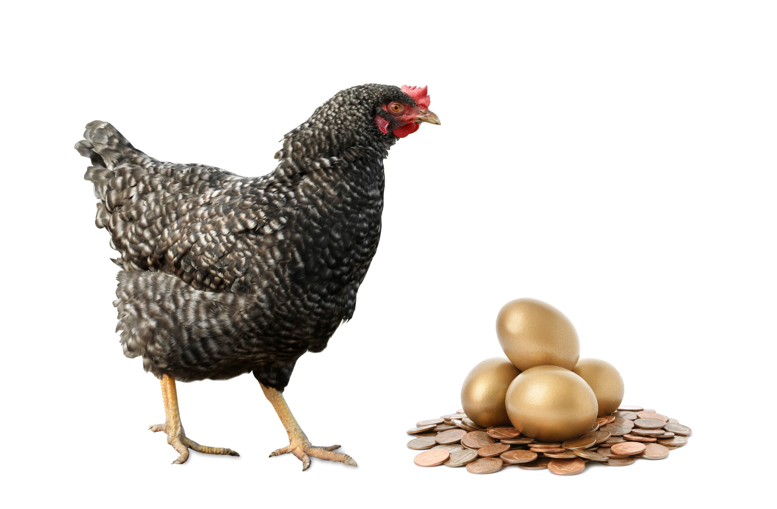 Chicken, golden eggs and coins on white background