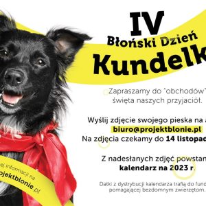 Dziś święto wielorasowych piesków – DZIEŃ KUNDELKA 2022
