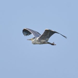 Przyroda Błonia – CZAPLA SIWA (Ardea cinerea)