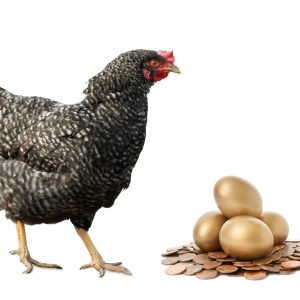 Chicken, golden eggs and coins on white background